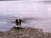PICT0931.jpg (88521 byte)