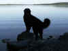 PICT0980.jpg (34733 byte)