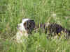 PICT1073.jpg (163751 byte)