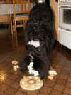 PICT0087.jpg (67436 byte)
