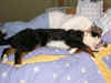 PICT0258.jpg (48415 byte)