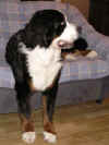 PICT0586.jpg (55984 byte)
