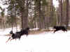 PICT0692.jpg (63271 byte)