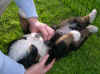 Parygg_5v.jpg (45163 byte)
